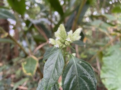 Lepidagathis formosensis