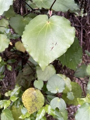 Piper excelsum excelsum