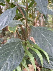 Lepidagathis formosensis