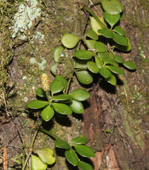 Peperomia tetraphylla