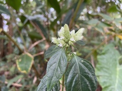 Lepidagathis formosensis