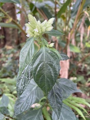 Lepidagathis formosensis