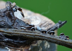 Diderma hemisphaericum