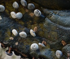 Diderma hemisphaericum