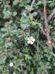Cotoneaster dammeri