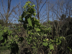 Abutilon grandifolium