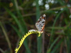 Phyciodes phaon