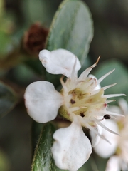 Cotoneaster dammeri