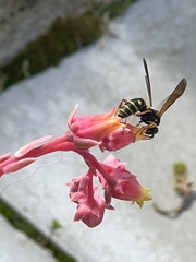 Polistes chinensis