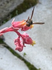 Polistes chinensis