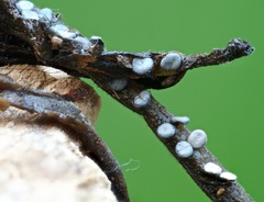 Diderma hemisphaericum