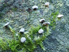 Diderma hemisphaericum