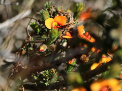 Dillwynia sericea