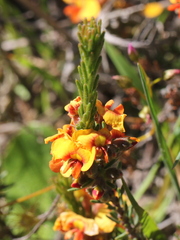 Dillwynia sericea