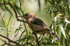 Acanthorhynchus superciliosus
