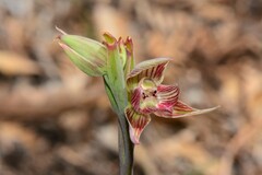 Calochilus imberbis