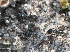 Iridomyrmex