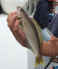 Caulolatilus princeps