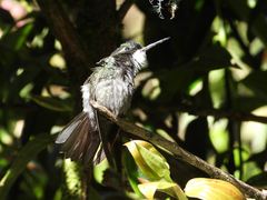 Lampornis castaneoventris