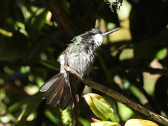 Lampornis castaneoventris