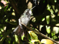 Lampornis castaneoventris