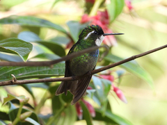 Lampornis castaneoventris