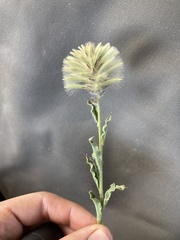 Ptilotus angustifolius
