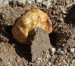 Podaxis pistillaris