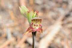 Calochilus imberbis