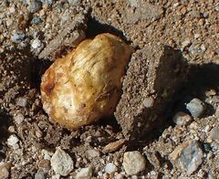 Podaxis pistillaris