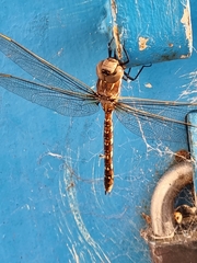 Adversaeschna brevistyla