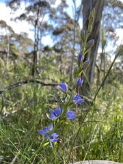 Thelymitra grandiflora