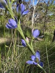 Thelymitra grandiflora