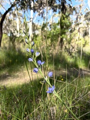 Thelymitra grandiflora