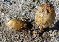 Podaxis pistillaris