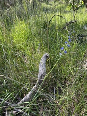 Thelymitra grandiflora
