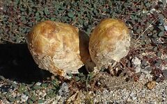 Podaxis pistillaris