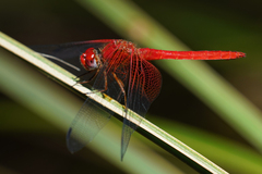 Dythemis maya