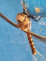 Adversaeschna brevistyla