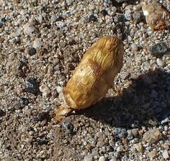 Podaxis pistillaris