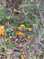 Pultenaea largiflorens