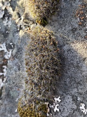 Grimmia
