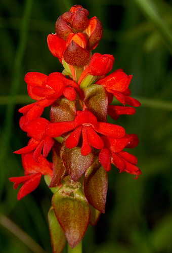 Satyrium orbiculare image