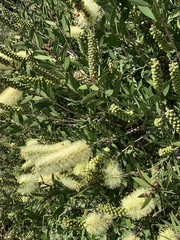 Melaleuca pallida