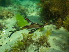 Phyllopteryx taeniolatus