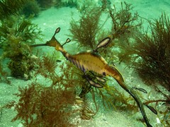 Phyllopteryx taeniolatus