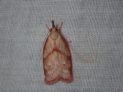 Enchocrates glaucopis