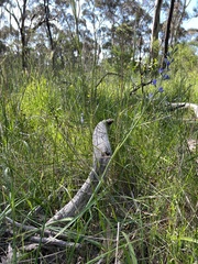 Thelymitra grandiflora