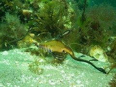 Phyllopteryx taeniolatus