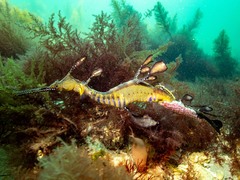 Phyllopteryx taeniolatus